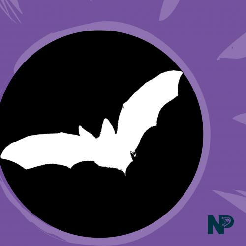 Bat Walks