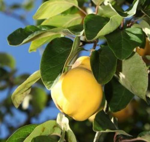 Quince and Apple Weekend (part of the 'Discover Sundays' programme)