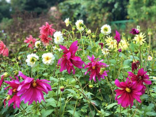 The Evocative Nature of Plants Part 2: Flowers