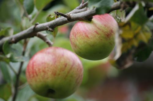  Fruit Tree Grafting Course