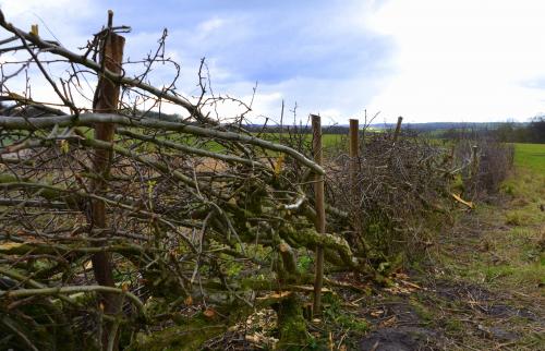  Hedge Laying Course