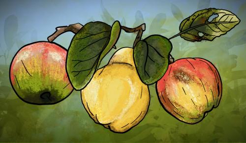 Quince and Apple Weekend (part of the 'Discover Sundays' programme)