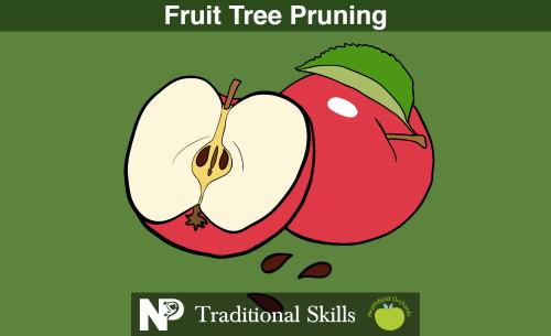Summer Fruit Tree Pruning