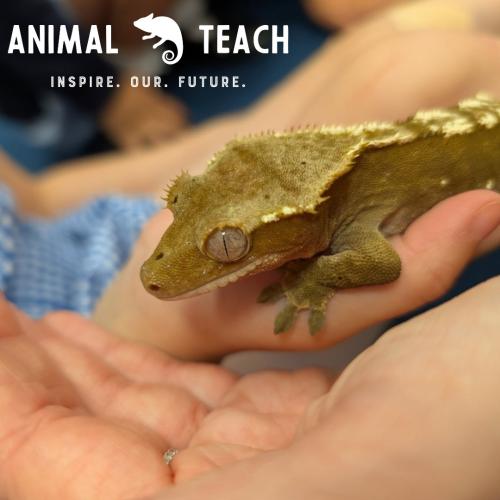 Animal Teach Takeover Day!