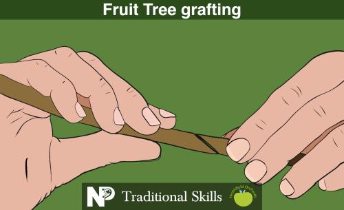 Fruit Tree Grafting