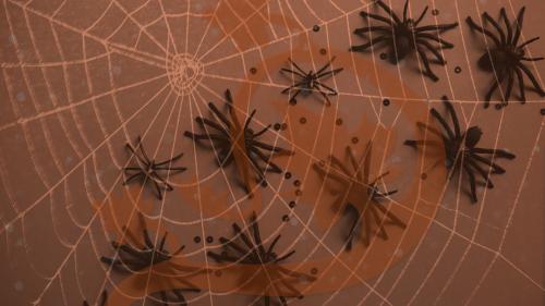 Dare You Brave the Giant Spider?
