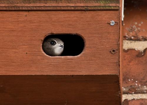 Talk: Summer Wings - Saving Swifts, Swallows and Martins 