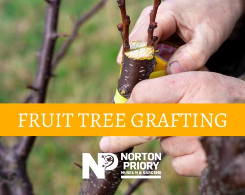 Fruit Tree Grafting Workshop