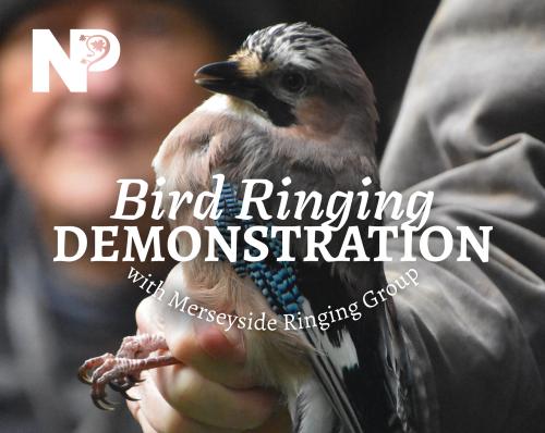 Bird Ringing Demonstration