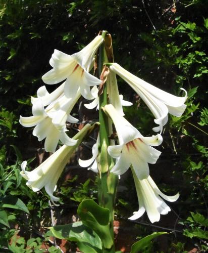Giant Himalayan Lily Finally Flowers